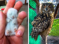 Bayi-bayi Hewan yang Tidak Mirip dengan Induknya