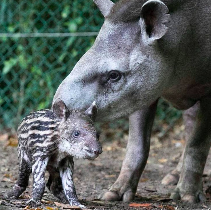 Hewan tidak mirip induknya