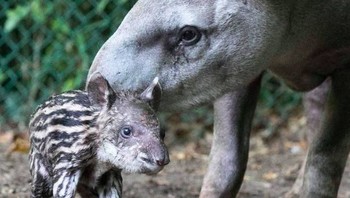 Tapir Brasil. Foto: via BrightSide