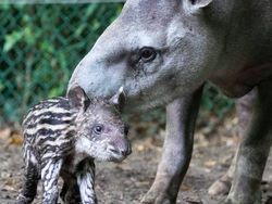 Bayi-bayi Hewan yang Tidak Mirip dengan Induknya