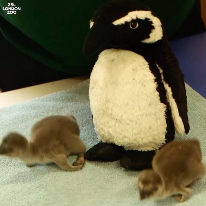 Hewan tidak mirip induknya