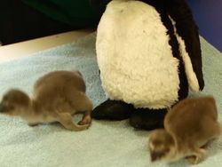 Bayi-bayi Hewan yang Tidak Mirip dengan Induknya