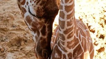 Anak jerapah saat lahir jatuh hingga 2 meter ke tanah. Cara alamiah ini memutus tali pusar dan memberi mereka kejutan serta dorongan untuk bernapas. Foto: via BrightSide