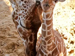 Fakta Unik Bayi-bayi Hewan yang Mungkin Kamu Belum Tahu