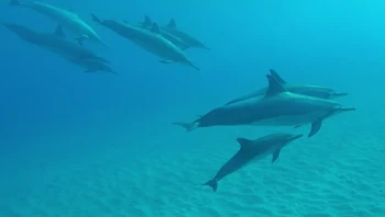 Bayi lumba-lumba dapat minum susu di bawah air. Ini terjadi karena puting induk lumba-lumba yang terbalik dan semburan susu yang disengaja. Foto: via BrightSide