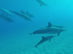 Fakta Unik Bayi-bayi Hewan yang Mungkin Kamu Belum Tahu