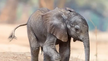 Anak gajah tidak bisa menggunakan belalainya saat lahir. Selain belajar berdiri, berjalan, dan melakukan kegiatan gajah lainnya, mereka juga harus belajar menggunakan belalainya. Foto: via BrightSide