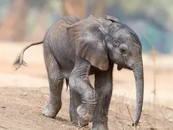 Fakta Unik Bayi-bayi Hewan yang Mungkin Kamu Belum Tahu