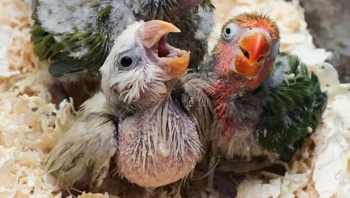 Menurut sebuah penelitian, induk burung beo memberi nama bayi mereka dengan tanda panggil yang berbeda, dengan kicauan setiap bayi burung berbeda. Penelitian menunjukkan, identitas akustik ini akan bertahan seumur hidup. Foto: via BrightSide