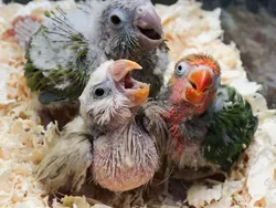 Fakta Unik Bayi-bayi Hewan yang Mungkin Kamu Belum Tahu