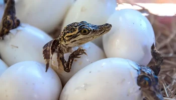 Mamalia ovipar atau bertelur, memulai hidupnya dengan memecahkan telur menggunakan bantuan alamiah berupa gigi telur. Gigi telur merupakan tonjolan di ujung moncong atau di atas paruh mereka untuk membantu mereka memecahkan telur. Setelah digunakan, gigi telur tersebut diserap kembali ke dalam tubuh. Foto: via BrightSide