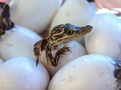 Fakta Unik Bayi-bayi Hewan yang Mungkin Kamu Belum Tahu