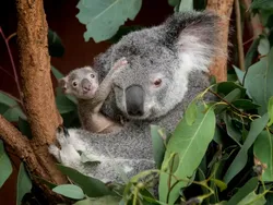 Fakta Unik Bayi-bayi Hewan yang Mungkin Kamu Belum Tahu