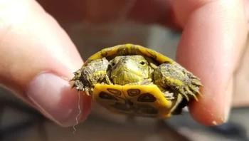 Sebuah studi menyatakan bahwa bayi penyu dapat mulai berkomunikasi dari dalam telur. Para peneliti memasang mikrofon ke telur-telur tersebut dan terkejut mendengar suara-suara. Rupanya, hal ini membantu bayi penyu merencanakan proses penetasan dan migrasi mereka ke air bersama-sama. Foto: via BrightSide