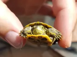 Fakta Unik Bayi-bayi Hewan yang Mungkin Kamu Belum Tahu