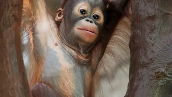 Bayi orangutan membutuhkan waktu 8 tahun untuk disapih dari induknya, baru kemudian bisa dilepas ke alam liar. Foto: via BrightSide