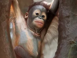 Fakta Unik Bayi-bayi Hewan yang Mungkin Kamu Belum Tahu