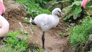 Bayi burung flamingo saat lahir tidak berwarna pink melainkan abu-abu, dan lebih mirip dengan kisah anak itik buruk rupa. Foto: via BrightSide