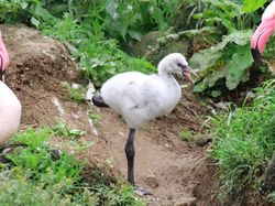 Fakta Unik Bayi-bayi Hewan yang Mungkin Kamu Belum Tahu