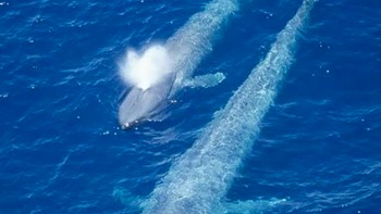 Meskipun anak paus biru lebih kecil dibandingkan induknya, ia minum hingga 50 galon susu kaya lemak setiap hari. Hal ini membantunya menambah berat badan sekitar 4,5 kilogram per jam. Foto: via BrightSide
