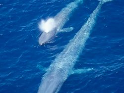 Fakta Unik Bayi-bayi Hewan yang Mungkin Kamu Belum Tahu