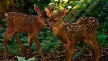 Anak rusa sering lahir di puncak musim predator dan secara alami rentan terhadap serangan. Sebagai perlindungan alami, mereka lahir dengan banyak bintik putih sebagai kamuflase di tubuh. Foto: via BrightSide