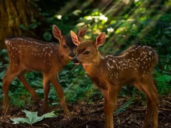 Fakta Unik Bayi-bayi Hewan yang Mungkin Kamu Belum Tahu
