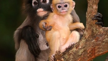 Bayi manusia memiliki warna kulit yang mirip dengan induknya. Sedangkan bayi lutung, punya keunikan lahir dengan warna yang berbeda dari induknya. Foto: via BrightSide