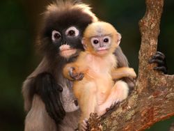 Fakta Unik Bayi-bayi Hewan yang Mungkin Kamu Belum Tahu