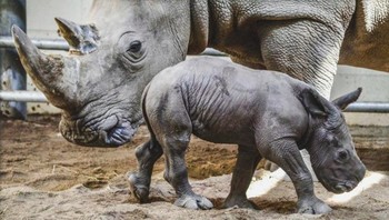 Cula badak terbuat dari keratin, bahan yang sama dengan rambut dan kuku kita. Namun, ketika anak badak lahir, mereka tidak memiliki cula. Sebuah tunggul muncul antara usia 1 dan 2 bulan. Sejak saat itu, cula badak muda mulai tumbuh. Foto: via BrightSide