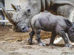 Fakta Unik Bayi-bayi Hewan yang Mungkin Kamu Belum Tahu