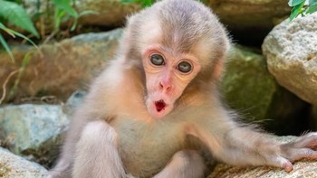 Bayi primata memang suka bermain, begitu pula bayi kera. Namun kera Jepang sedikit berbeda, mereka tidak segan-segan bermain dengan apa saja. Foto: via BrightSide