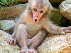 Fakta Unik Bayi-bayi Hewan yang Mungkin Kamu Belum Tahu