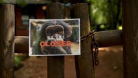 Kawasan yang seharusnya jadi habitat simpanse dan satwa langka ini kian menyempit akibat maraknya pembangunan ilegal. REUTERS/Hickmatu Leigh