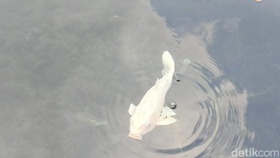 Penampakan Ikan Dewa di Cigugur Kuningan