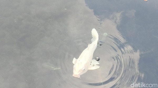 Penampakan Ikan Dewa di Cigugur Kuningan