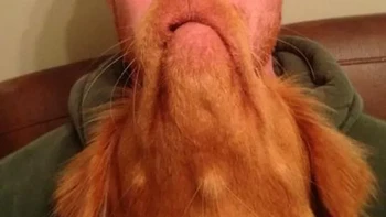 Butuh berapa detik untuk sadar ada anjing di pangkuan orang ini? Foto: MrMrAmazing/Imgur