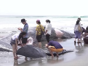 Video: Penampakan 4 Paus Mati Terdampar di Jepang seusai Gempa Rusia