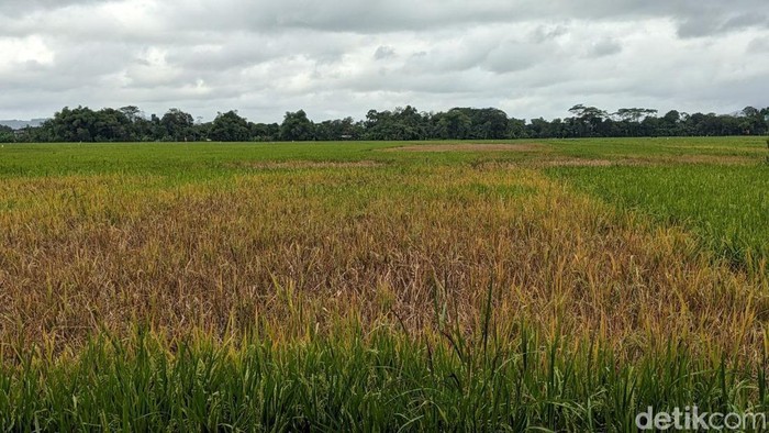 Kondisi serangan hama wereng di Desa Malasan, Kecamatan Durenan Trenggalek