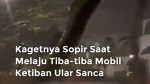 Video: Kaget! Lagi Melaju, Tiba-tiba Mobil Ketimpa Ular Sanca