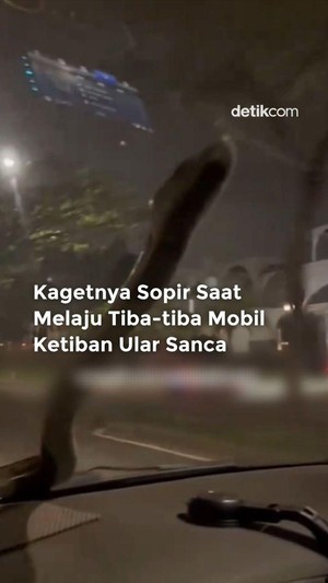 Video: Kaget! Lagi Melaju, Tiba-tiba Mobil Ketimpa Ular Sanca