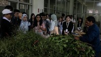 Eduwisata berkonsep Hortusmed Tour tersebut untuk mengenalkan berbagai koleksi tanaman obat, proses pengolahan pascapanen dan pelayanan kesehatan modern dengan memanfaatkan obat tradisional di Hortus Medicus. Foto: ANTARA FOTO/Maulana Surya