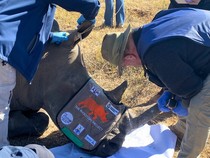 Cegah Pemburuan Liar dan Penyelundupan, Cula Badak Afrika Disuntik Radioaktif