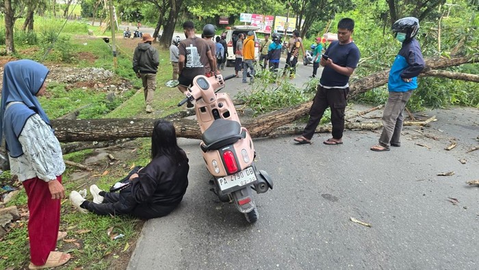 Pohon tumbang timpa 2 pengendara wanita di Jayapura.