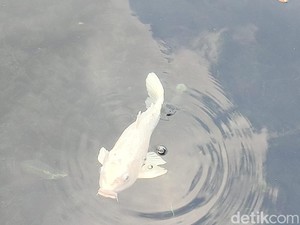 Kisah Ikan yang Dipercaya Jelmaan Pertapa Sakti di Kuningan