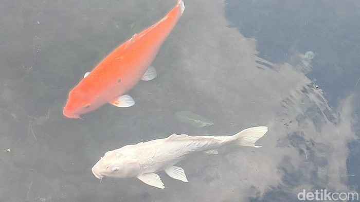 Suasana Objek wisata Balong Ikan Dewa Cigugur Kuningan