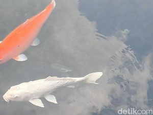 Kisah Ikan Dewa Cigugur Kuningan: Mitos Jelmaan Petapa Kini Jadi Wisata
