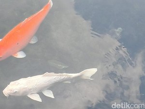 Kuningan Genjot Produksi Ikan Menuju Swasembada 2029