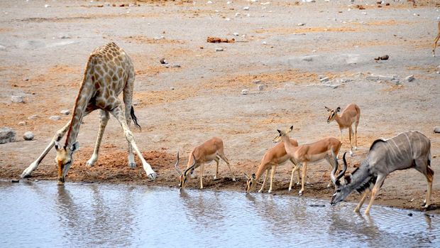 Taman Nasional Etosha di Namibia