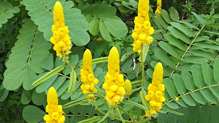 Manfaat Daun Ketepeng, Obati Kurap hingga Masalah Kulit Lainnya secara Alami